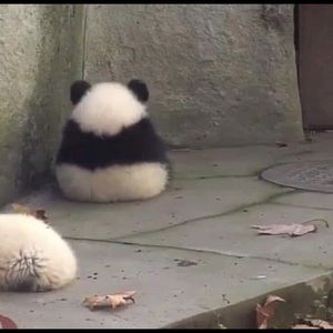 Meet your Posher, Estelle